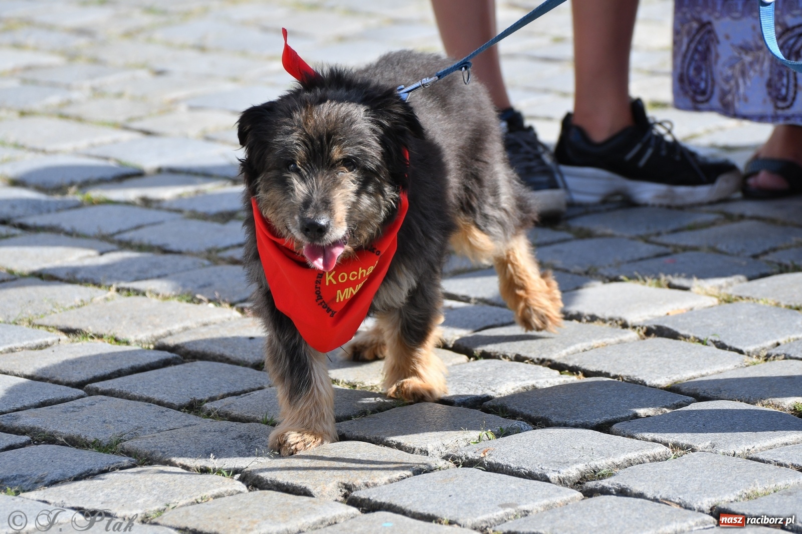 Zdjęcie w galerii na portalu naszraciborz.pl: Sonia, Kokos i Misiek mają szansę na nowy dom wiadomości z regionu