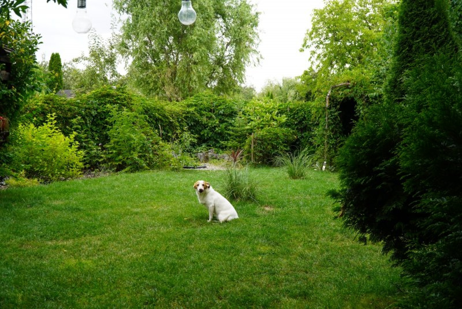 Zdjęcie w galerii na portalu naszraciborz.pl: Zielona rewitalizacja w Raciborzu. Zdjęcia nagrodzonych miejsc wiadomości z regionu