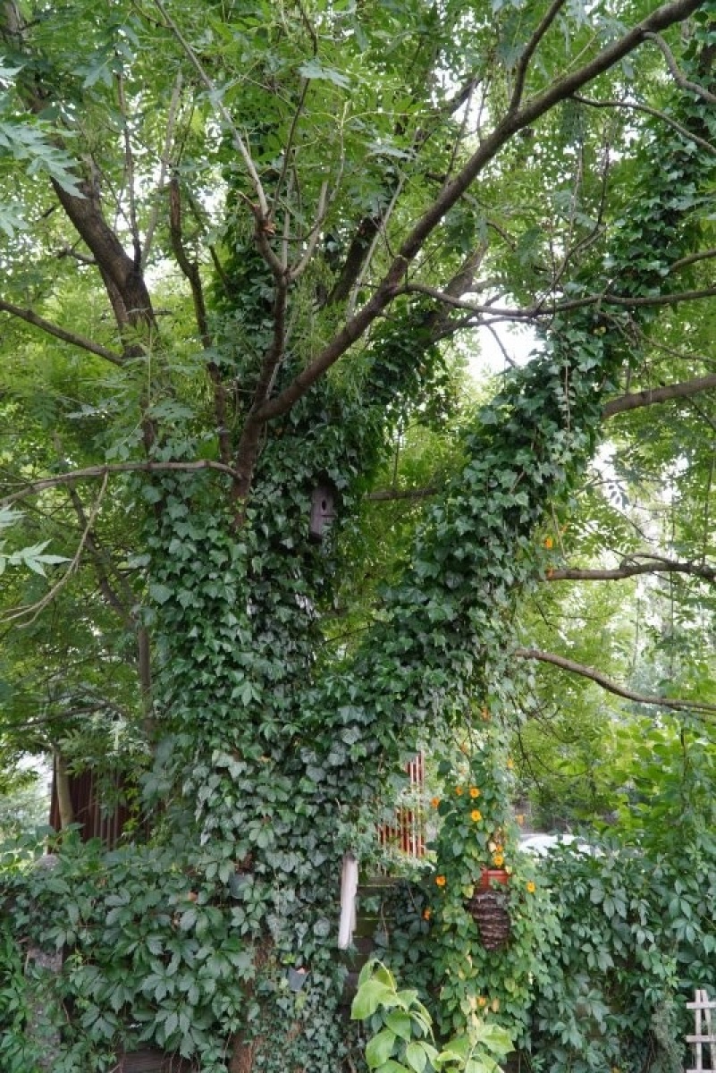 Zdjęcie w galerii na portalu naszraciborz.pl: Zielona rewitalizacja w Raciborzu. Zdjęcia nagrodzonych miejsc wiadomości z regionu
