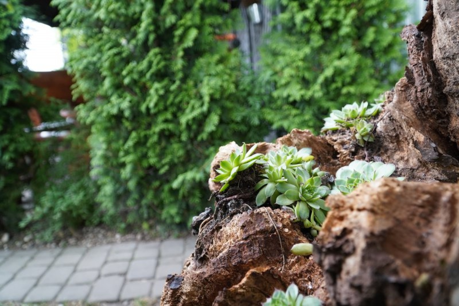 Zdjęcie w galerii na portalu naszraciborz.pl: Zielona rewitalizacja w Raciborzu. Zdjęcia nagrodzonych miejsc wiadomości z regionu