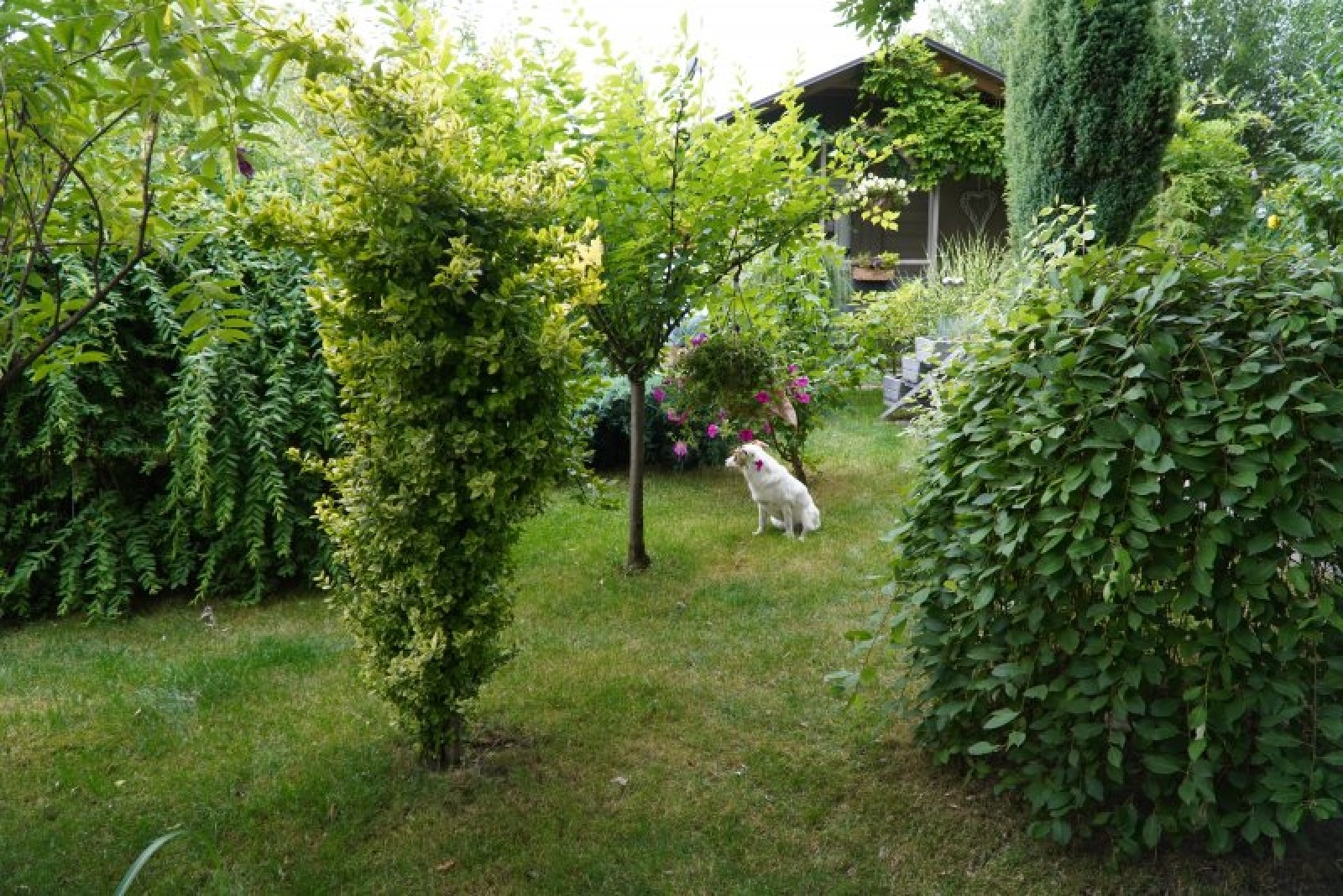 Zdjęcie w galerii na portalu naszraciborz.pl: Zielona rewitalizacja w Raciborzu. Zdjęcia nagrodzonych miejsc wiadomości z regionu