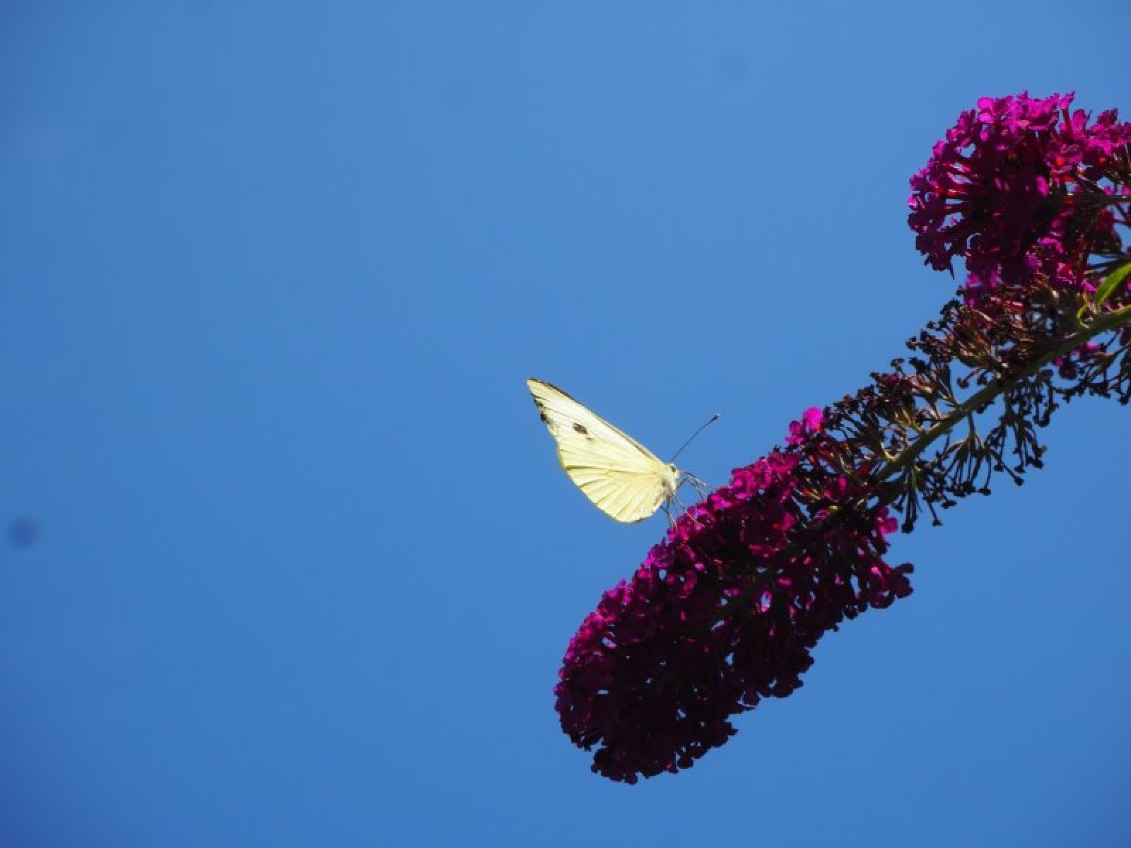 Zdjęcie w galerii na portalu naszraciborz.pl: Zielona rewitalizacja w Raciborzu. Zdjęcia nagrodzonych miejsc wiadomości z regionu