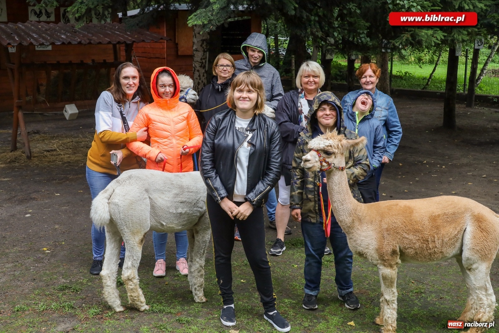 Zdjęcie w galerii na portalu naszraciborz.pl: Alpakoterapia na zakończenie Lata z biblioteką dla osób z niepełnosprawnościami wiadomości z regionu