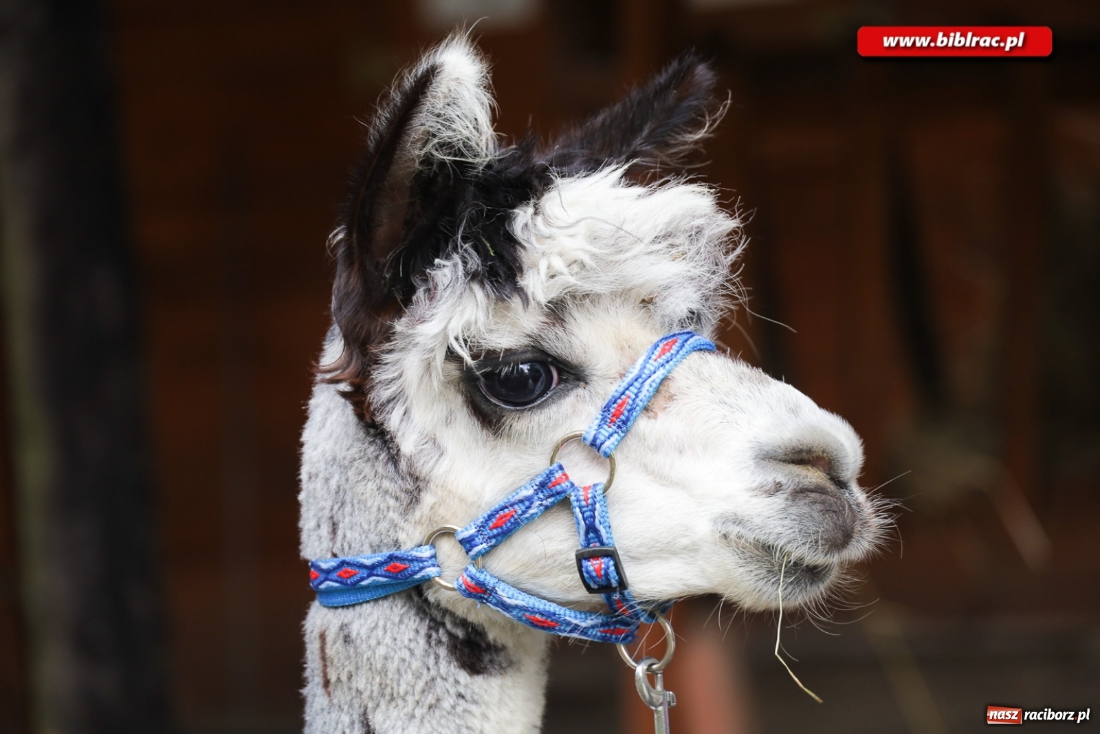 Zdjęcie w galerii na portalu naszraciborz.pl: Alpakoterapia na zakończenie Lata z biblioteką dla osób z niepełnosprawnościami wiadomości z regionu