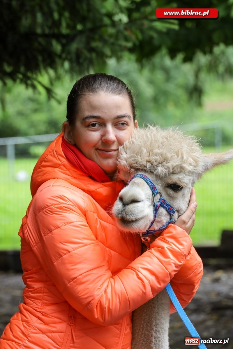 Zdjęcie w galerii na portalu naszraciborz.pl: Alpakoterapia na zakończenie Lata z biblioteką dla osób z niepełnosprawnościami wiadomości z regionu