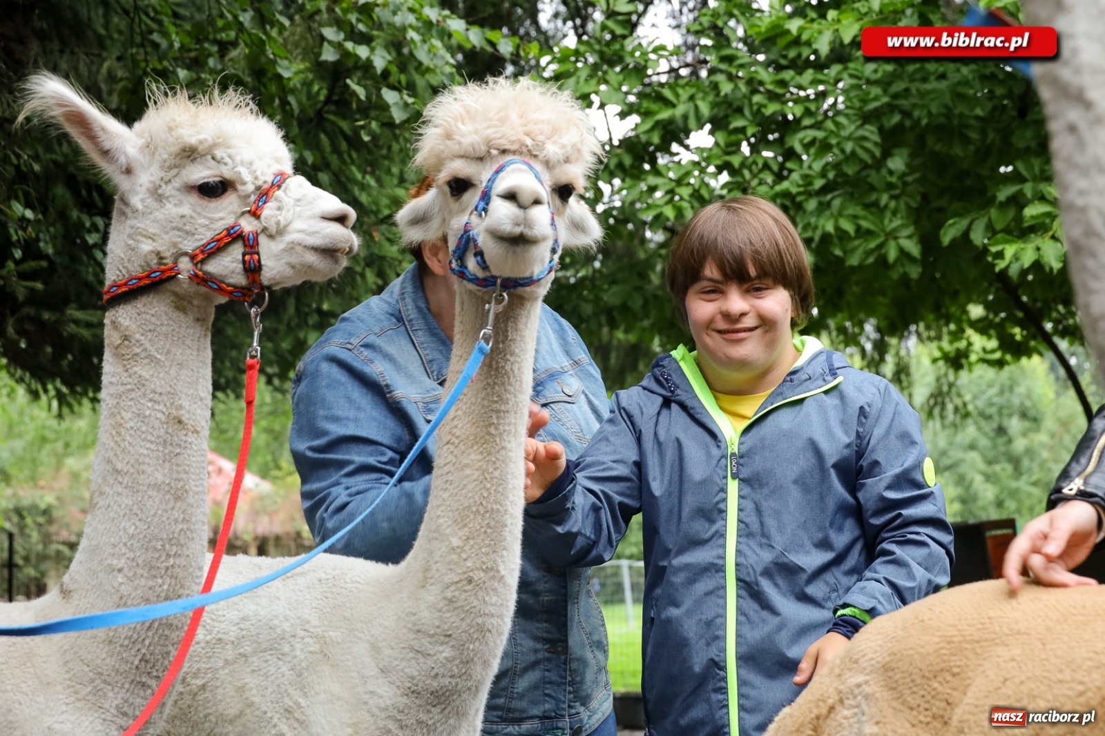 Zdjęcie w galerii na portalu naszraciborz.pl: Alpakoterapia na zakończenie Lata z biblioteką dla osób z niepełnosprawnościami wiadomości z regionu