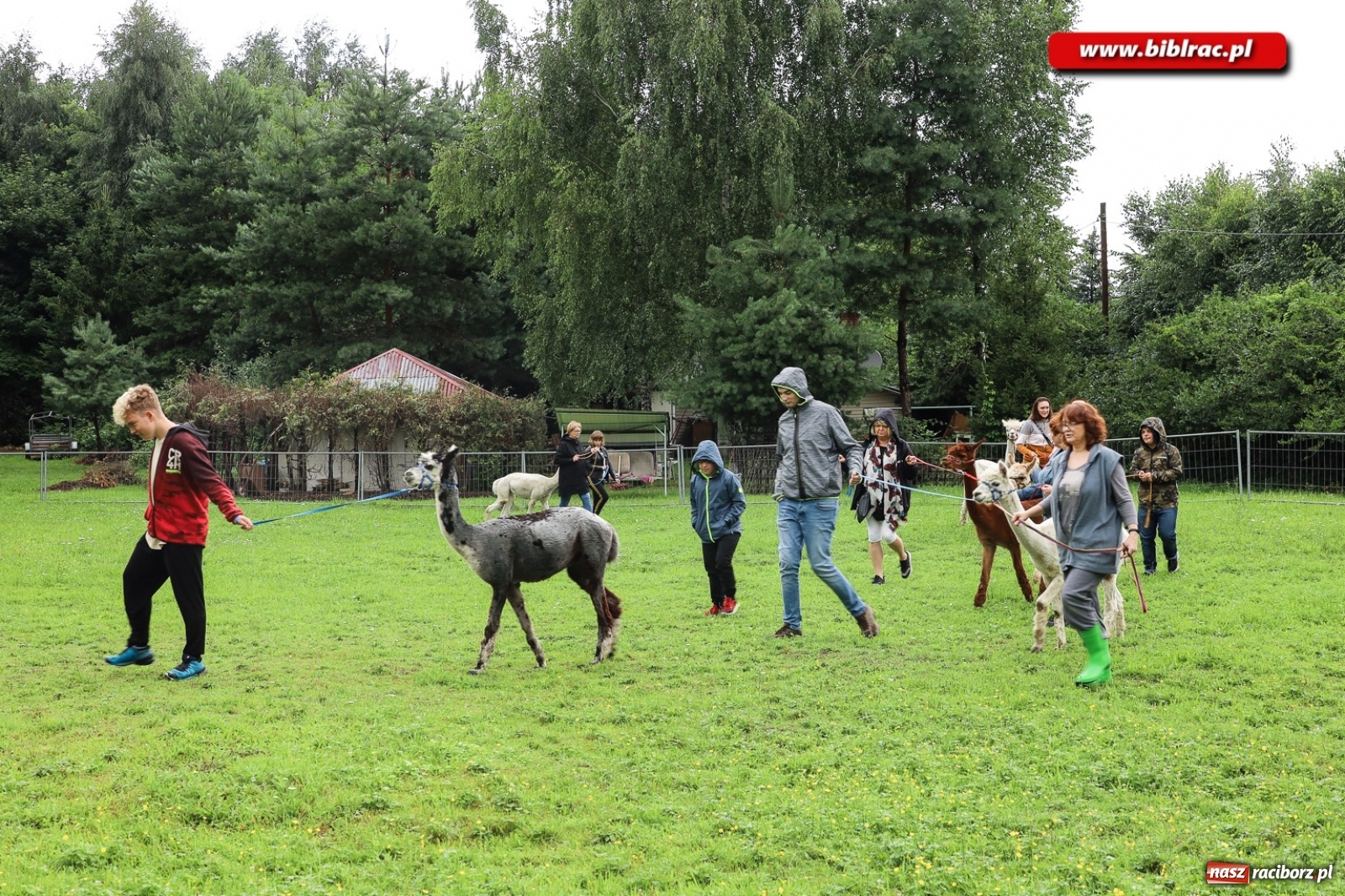 Zdjęcie w galerii na portalu naszraciborz.pl: Alpakoterapia na zakończenie Lata z biblioteką dla osób z niepełnosprawnościami wiadomości z regionu