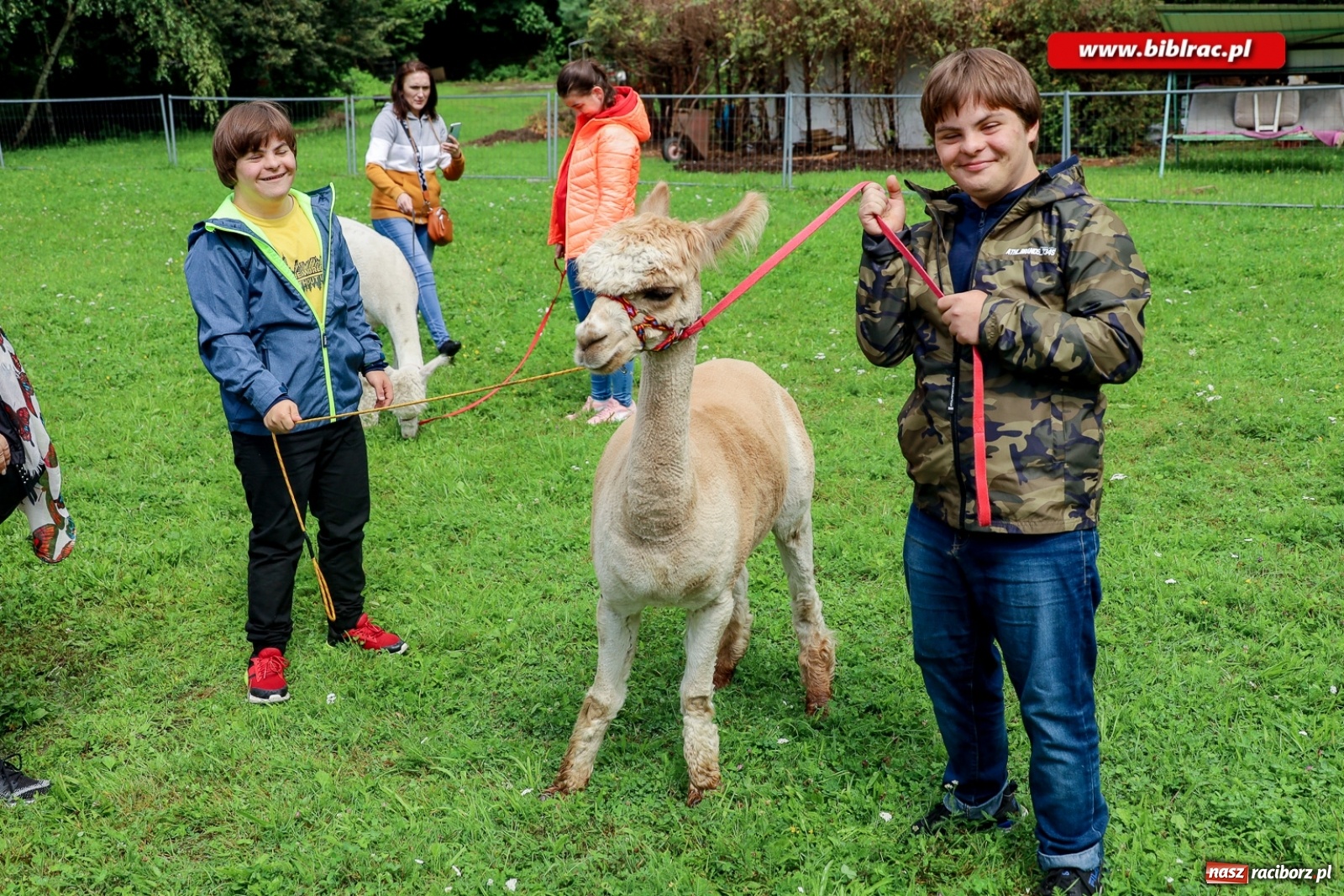 Zdjęcie w galerii na portalu naszraciborz.pl: Alpakoterapia na zakończenie Lata z biblioteką dla osób z niepełnosprawnościami wiadomości z regionu