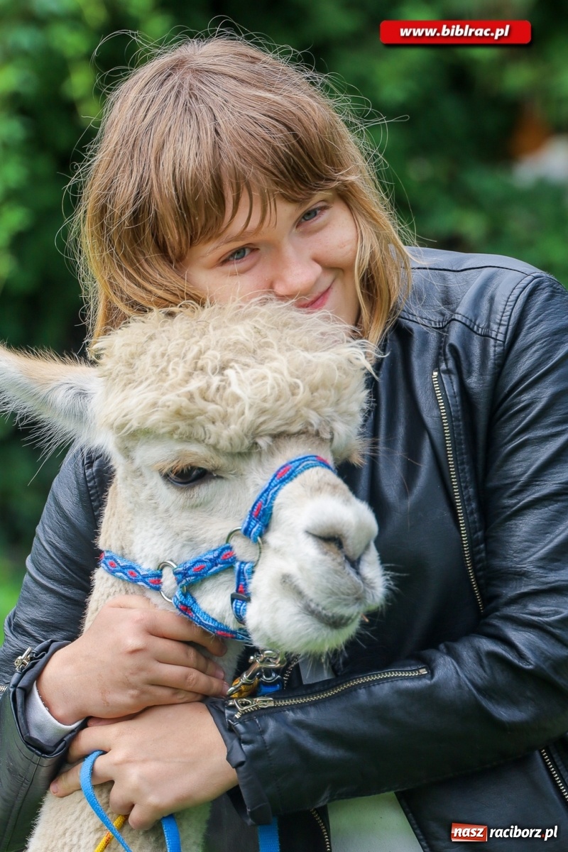 Zdjęcie w galerii na portalu naszraciborz.pl: Alpakoterapia na zakończenie Lata z biblioteką dla osób z niepełnosprawnościami wiadomości z regionu