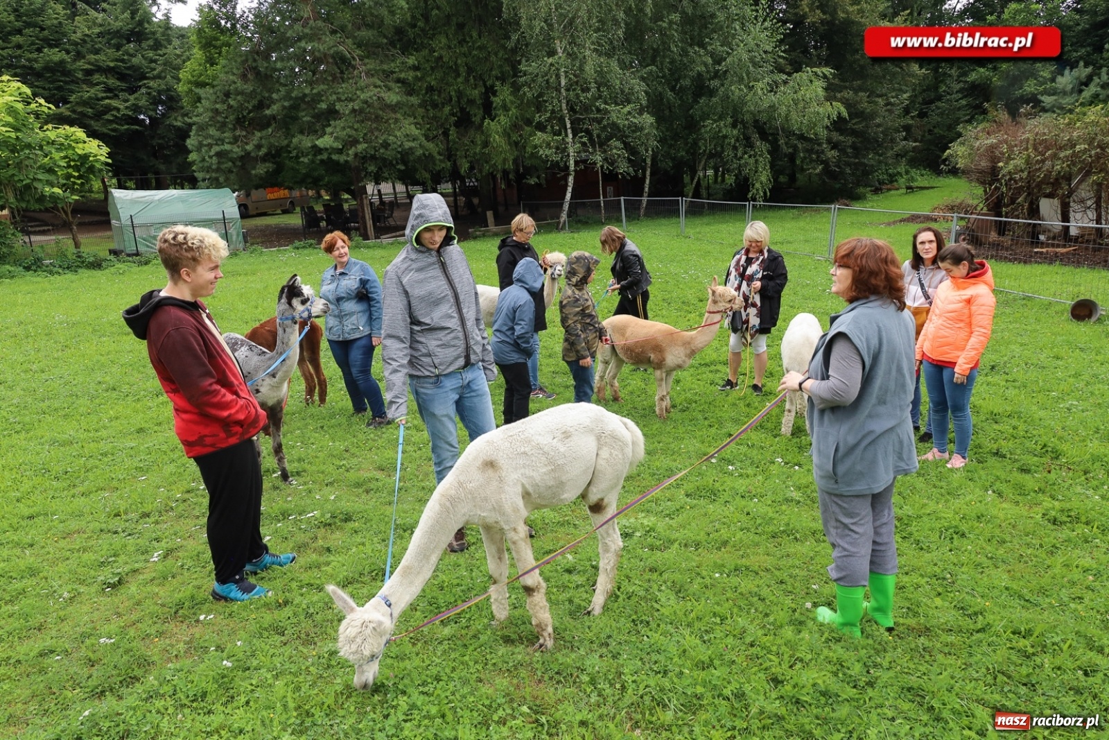 Zdjęcie w galerii na portalu naszraciborz.pl: Alpakoterapia na zakończenie Lata z biblioteką dla osób z niepełnosprawnościami wiadomości z regionu