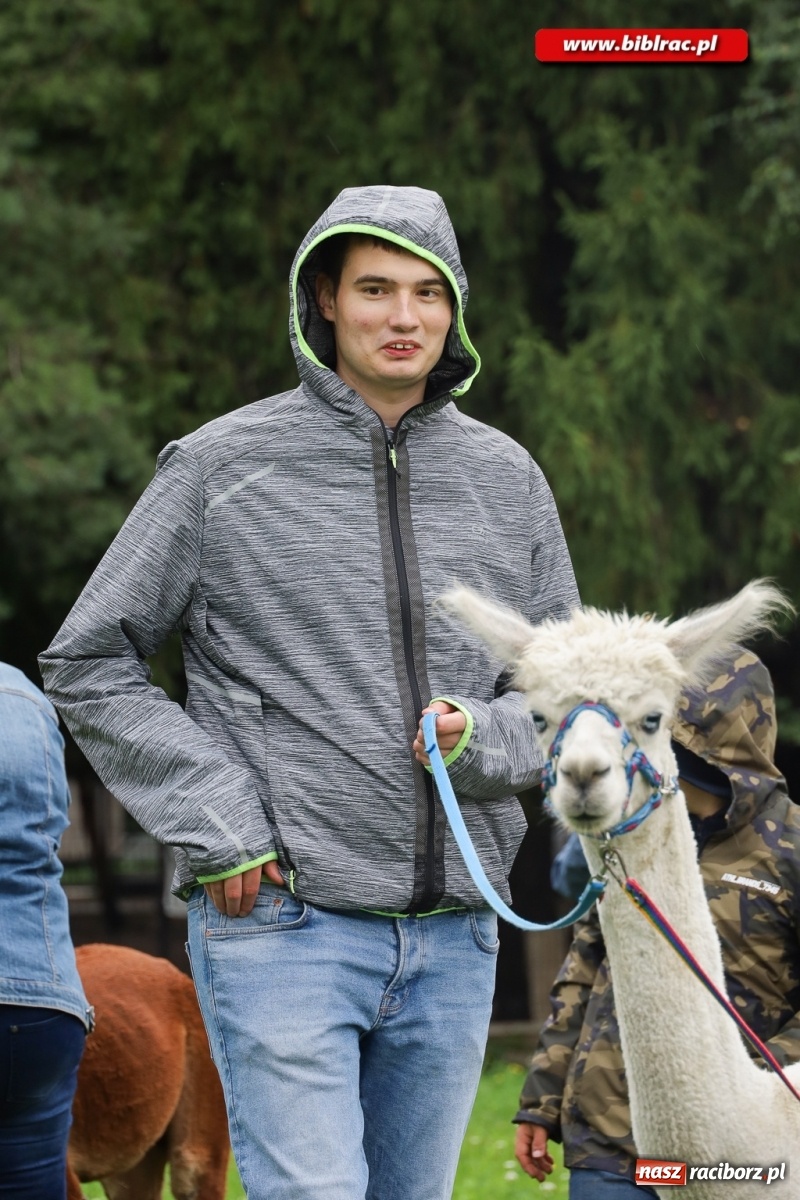 Zdjęcie w galerii na portalu naszraciborz.pl: Alpakoterapia na zakończenie Lata z biblioteką dla osób z niepełnosprawnościami wiadomości z regionu