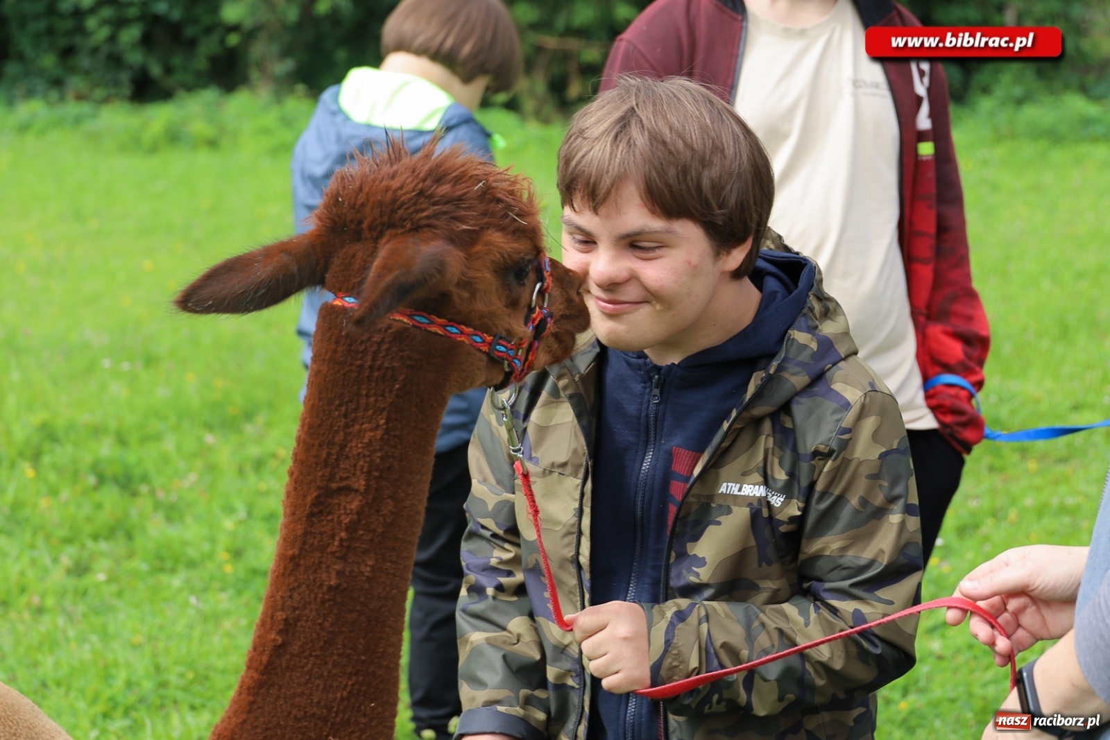 Zdjęcie w galerii na portalu naszraciborz.pl: Alpakoterapia na zakończenie Lata z biblioteką dla osób z niepełnosprawnościami wiadomości z regionu