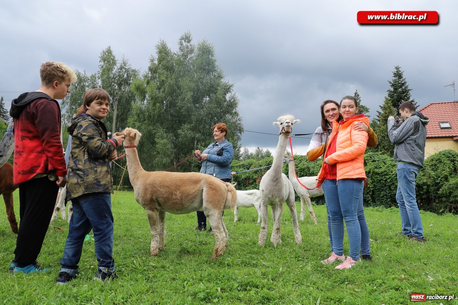 Zdjęcie w galerii na portalu naszraciborz.pl: Alpakoterapia na zakończenie Lata z biblioteką dla osób z niepełnosprawnościami wiadomości z regionu
