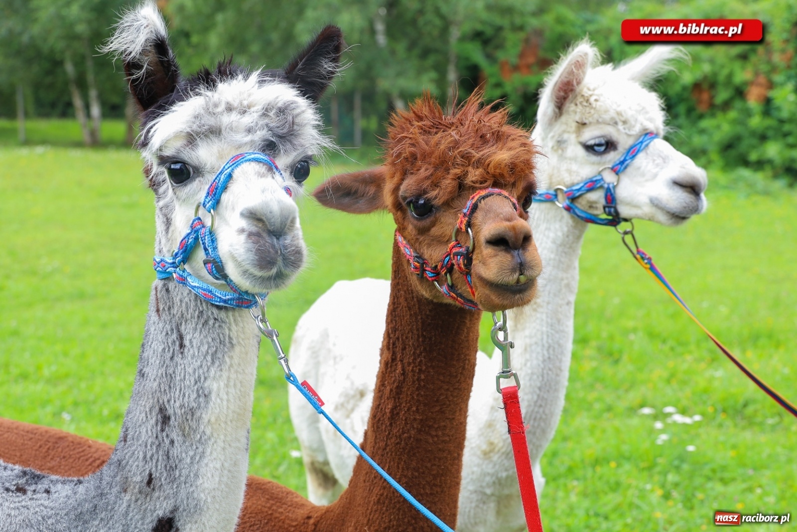 Zdjęcie w galerii na portalu naszraciborz.pl: Alpakoterapia na zakończenie Lata z biblioteką dla osób z niepełnosprawnościami wiadomości z regionu