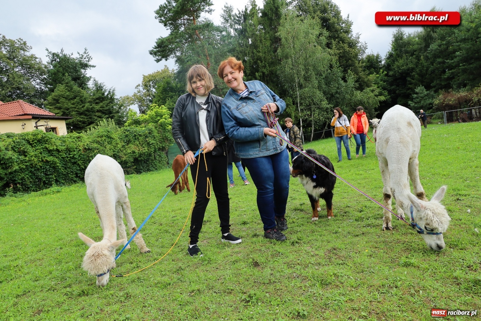 Zdjęcie w galerii na portalu naszraciborz.pl: Alpakoterapia na zakończenie Lata z biblioteką dla osób z niepełnosprawnościami wiadomości z regionu