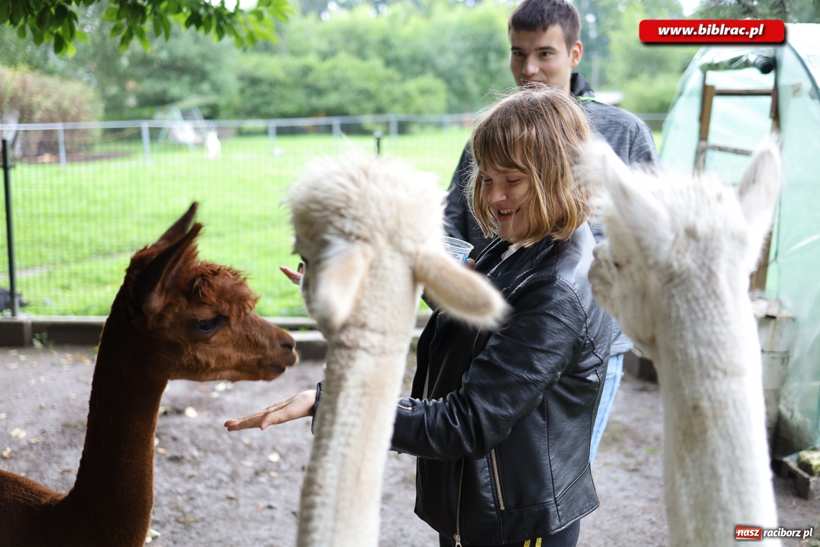 Zdjęcie w galerii na portalu naszraciborz.pl: Alpakoterapia na zakończenie Lata z biblioteką dla osób z niepełnosprawnościami wiadomości z regionu