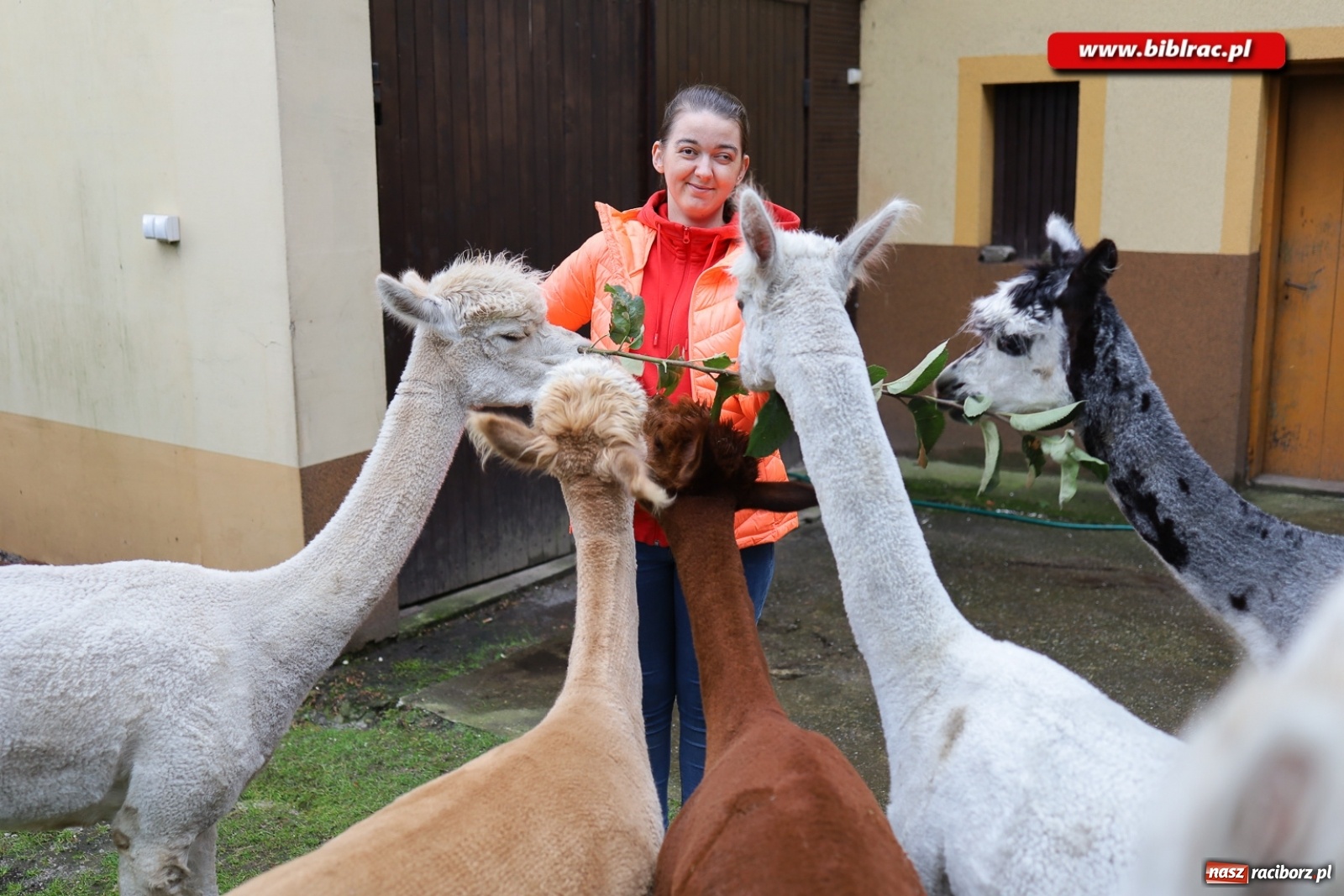 Zdjęcie w galerii na portalu naszraciborz.pl: Alpakoterapia na zakończenie Lata z biblioteką dla osób z niepełnosprawnościami wiadomości z regionu