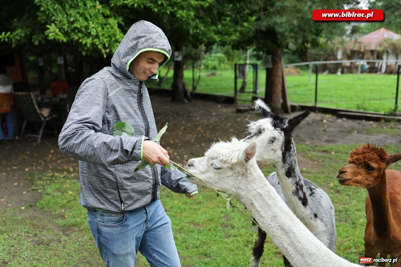 Zdjęcie w galerii na portalu naszraciborz.pl: Alpakoterapia na zakończenie Lata z biblioteką dla osób z niepełnosprawnościami wiadomości z regionu