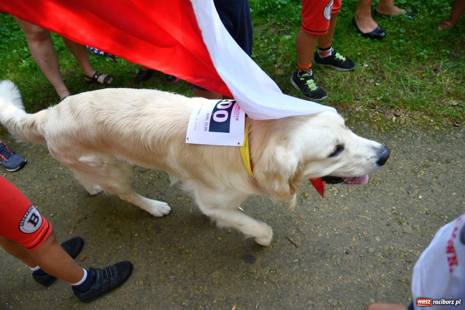 Zdjęcie w galerii na portalu naszraciborz.pl: Raciborski Bieg Tropem Wilczym na Święto Wojska Polskiego [FOTO i WIDEO] wiadomości z regionu