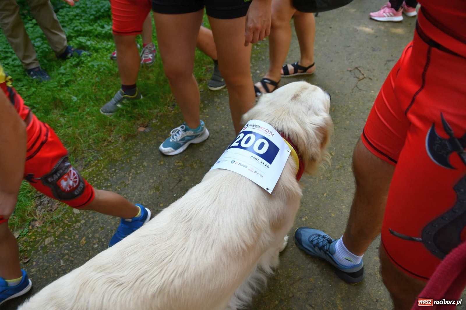 Zdjęcie w galerii na portalu naszraciborz.pl: Raciborski Bieg Tropem Wilczym na Święto Wojska Polskiego [FOTO i WIDEO] wiadomości z regionu