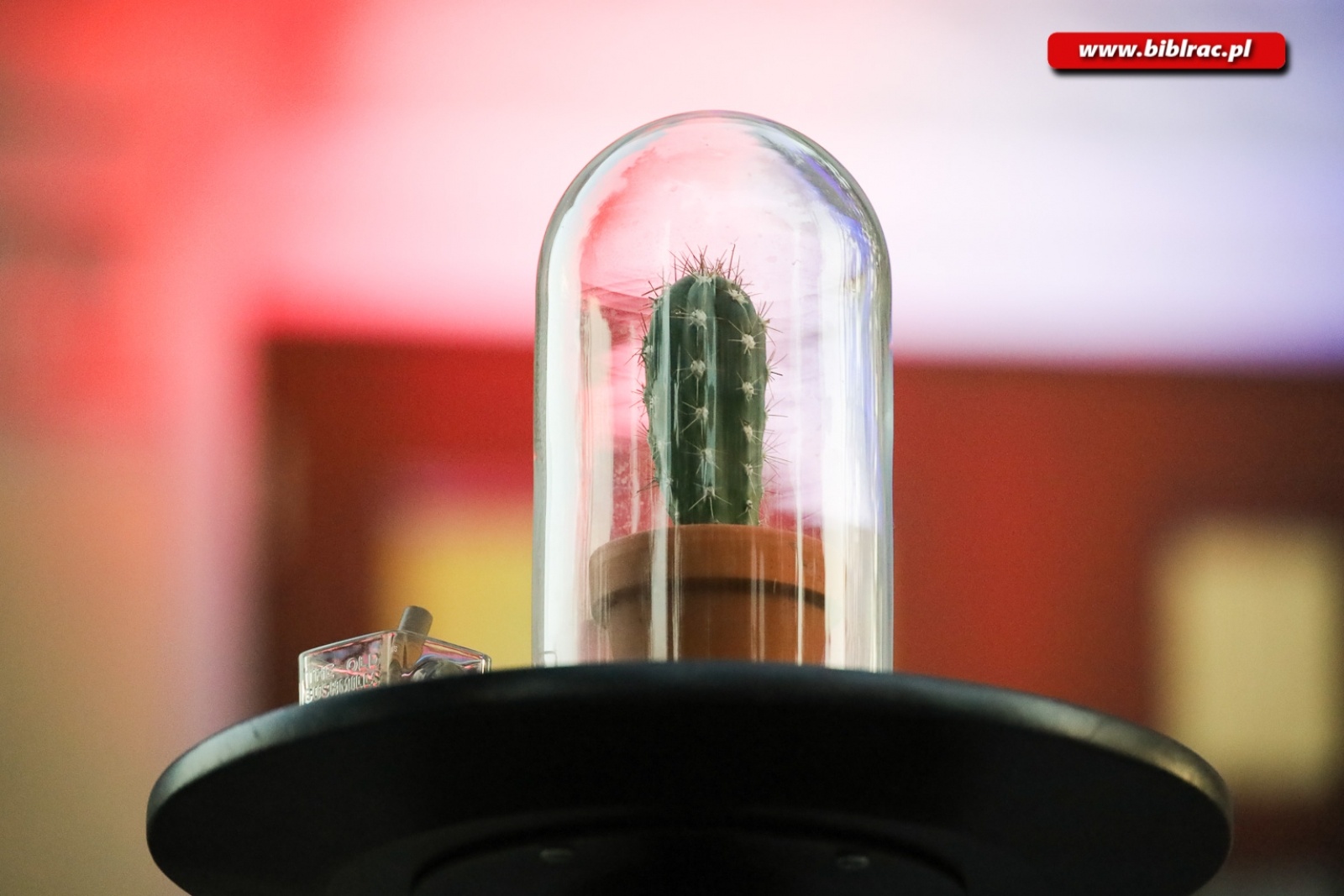 Zdjęcie w galerii na portalu naszraciborz.pl: Kawaler Pjoter zapolował na miłość na schodach biblioteki wiadomości z regionu