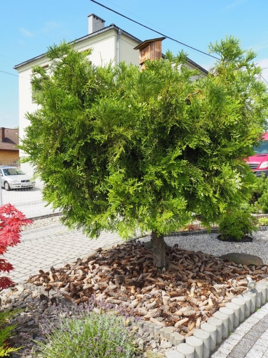 Zdjęcie w galerii na portalu naszraciborz.pl: Najpiękniejsze raciborskie ogrody przydomowe [FOTO] wiadomości z regionu