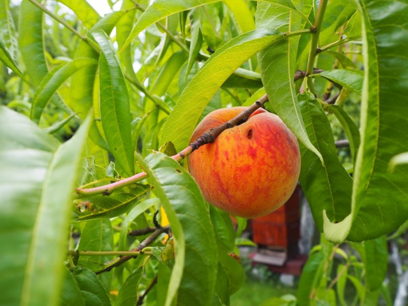 Zdjęcie w galerii na portalu naszraciborz.pl: Najpiękniejsze raciborskie ogrody przydomowe [FOTO] wiadomości z regionu