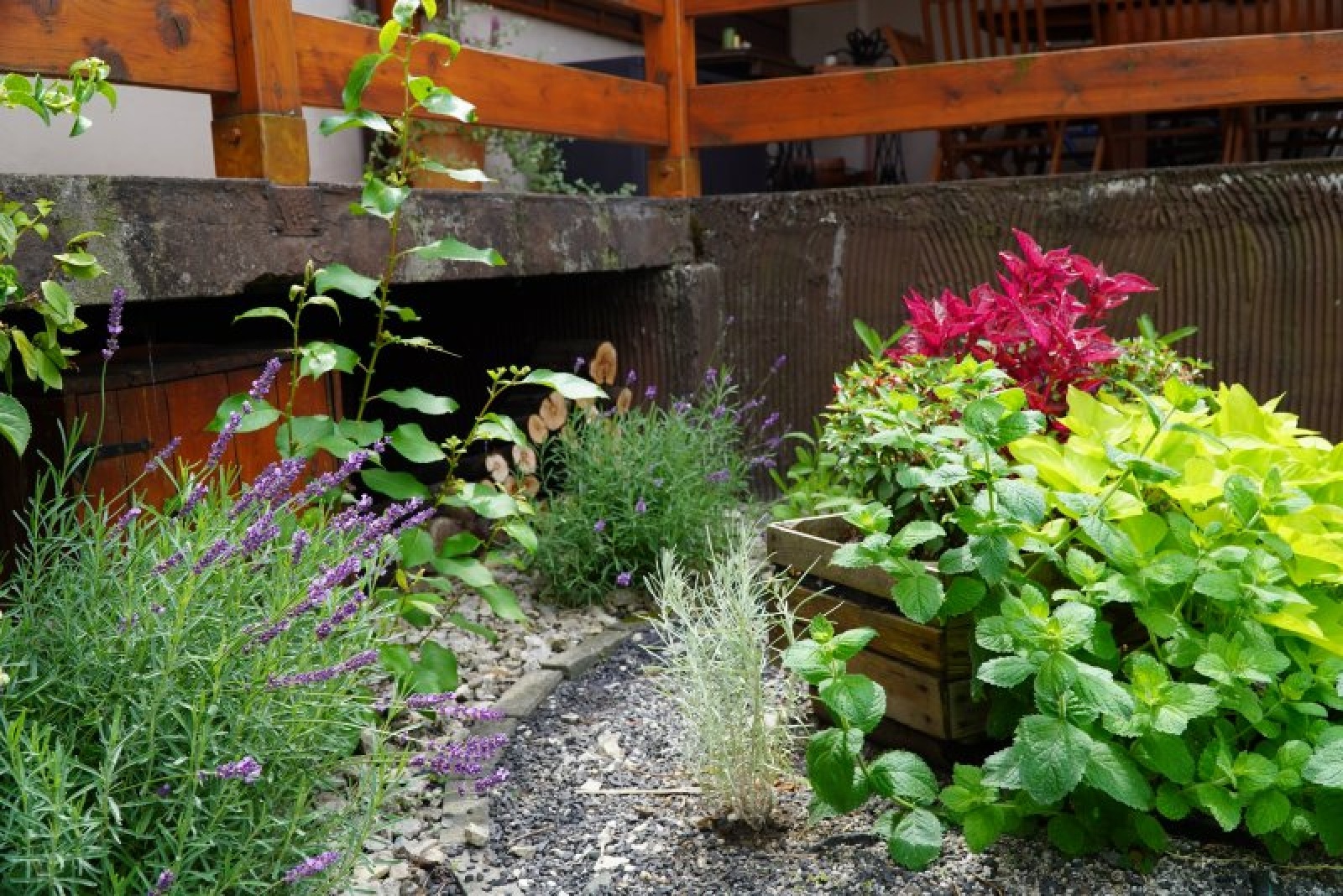 Zdjęcie w galerii na portalu naszraciborz.pl: Najpiękniejsze raciborskie ogrody przydomowe [FOTO] wiadomości z regionu