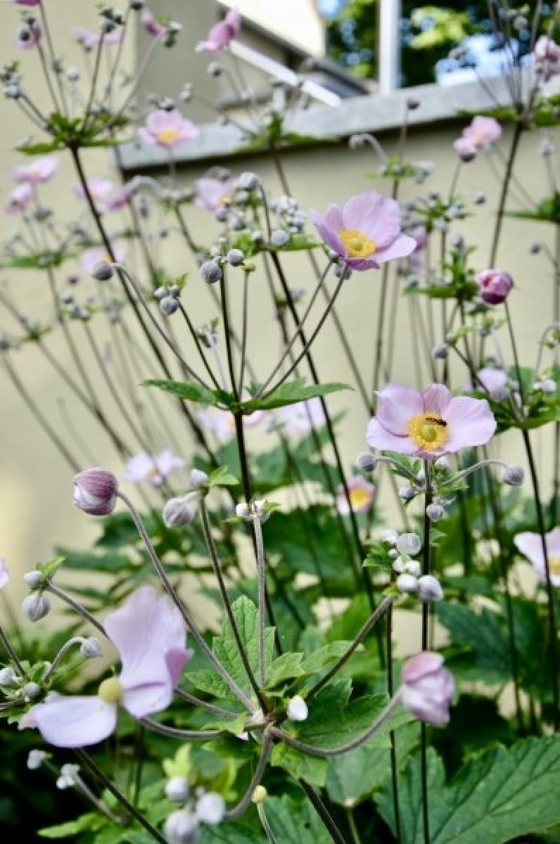Zdjęcie w galerii na portalu naszraciborz.pl: Zielono mi. Wyniki raciborskiego konkursu wiadomości z regionu