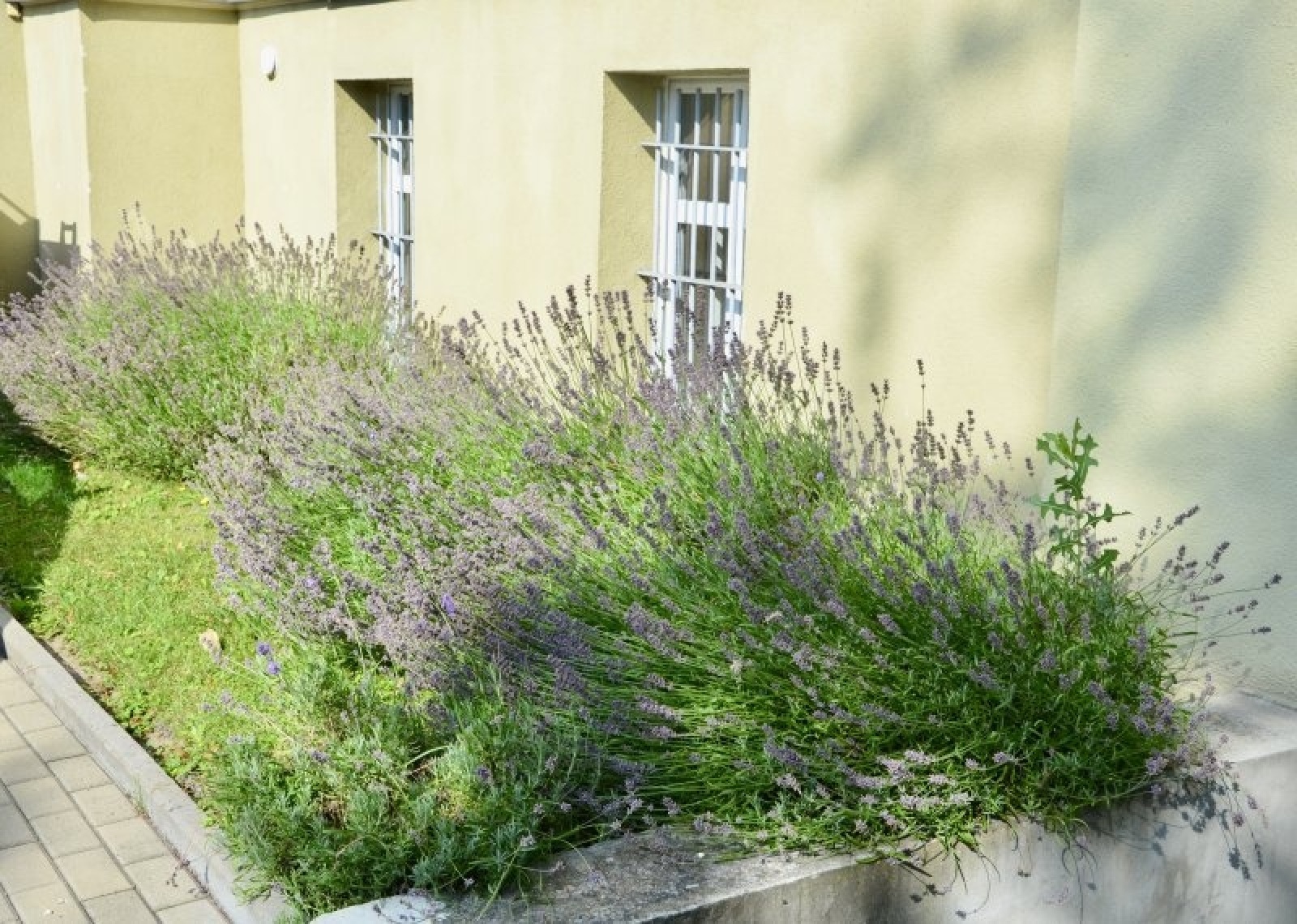 Zdjęcie w galerii na portalu naszraciborz.pl: Zielono mi. Wyniki raciborskiego konkursu wiadomości z regionu