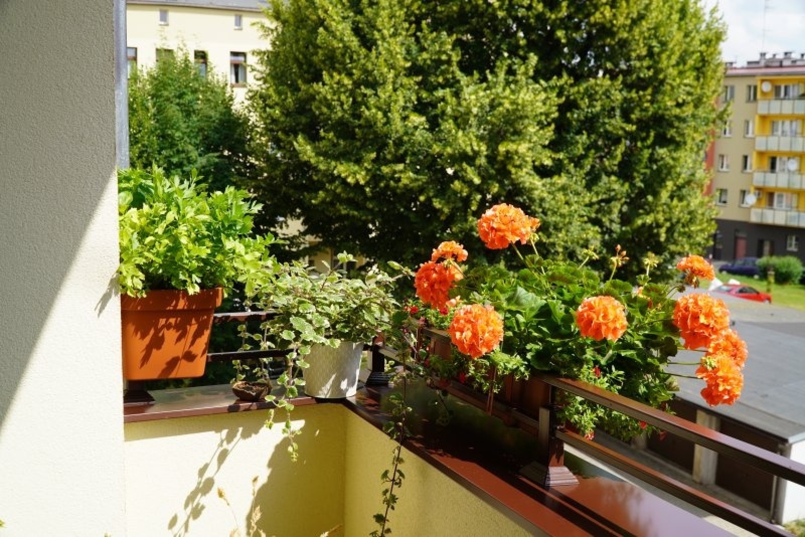 Zdjęcie w galerii na portalu naszraciborz.pl: Zielono mi. Wyniki raciborskiego konkursu wiadomości z regionu