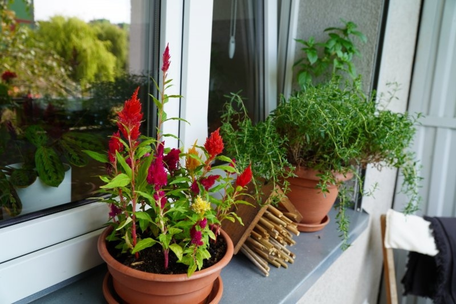 Zdjęcie w galerii na portalu naszraciborz.pl: Zielono mi. Wyniki raciborskiego konkursu wiadomości z regionu