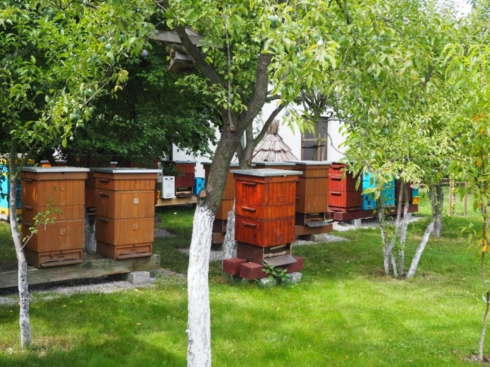 Zdjęcie w galerii na portalu naszraciborz.pl: Zielono mi. Wyniki raciborskiego konkursu wiadomości z regionu