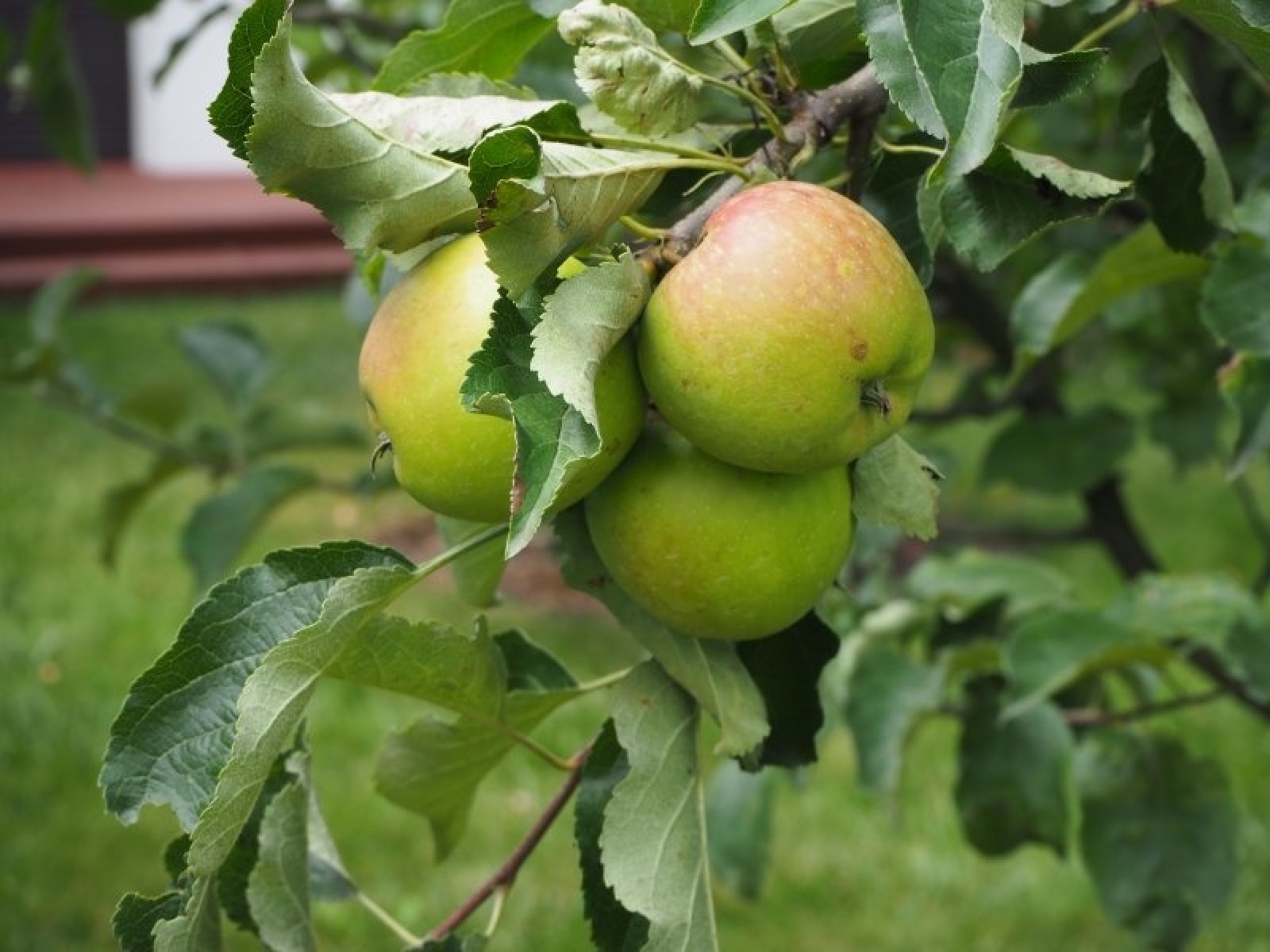 Zdjęcie w galerii na portalu naszraciborz.pl: Zielono mi. Wyniki raciborskiego konkursu wiadomości z regionu