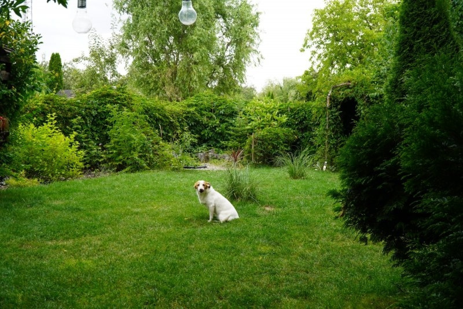 Zdjęcie w galerii na portalu naszraciborz.pl: Zielono mi. Wyniki raciborskiego konkursu wiadomości z regionu