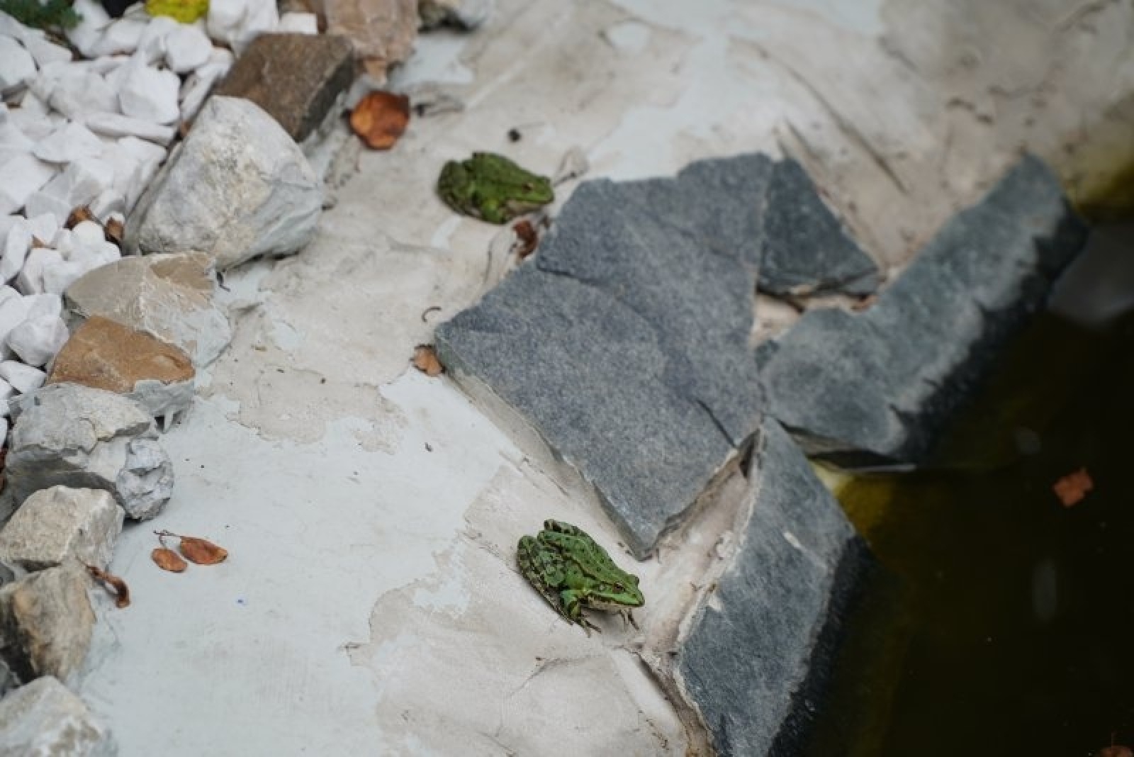 Zdjęcie w galerii na portalu naszraciborz.pl: Zielono mi. Wyniki raciborskiego konkursu wiadomości z regionu