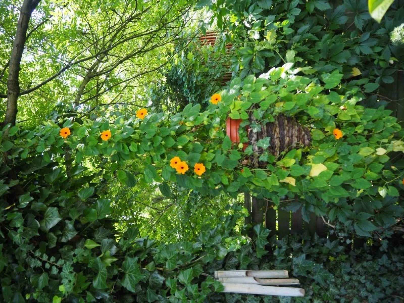 Zdjęcie w galerii na portalu naszraciborz.pl: Zielono mi. Wyniki raciborskiego konkursu wiadomości z regionu