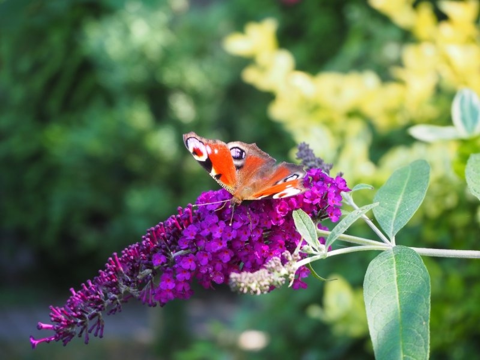 Zdjęcie w galerii na portalu naszraciborz.pl: Zielono mi. Wyniki raciborskiego konkursu wiadomości z regionu