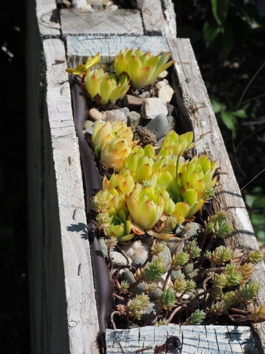 Zdjęcie w galerii na portalu naszraciborz.pl: Zielono mi. Wyniki raciborskiego konkursu wiadomości z regionu