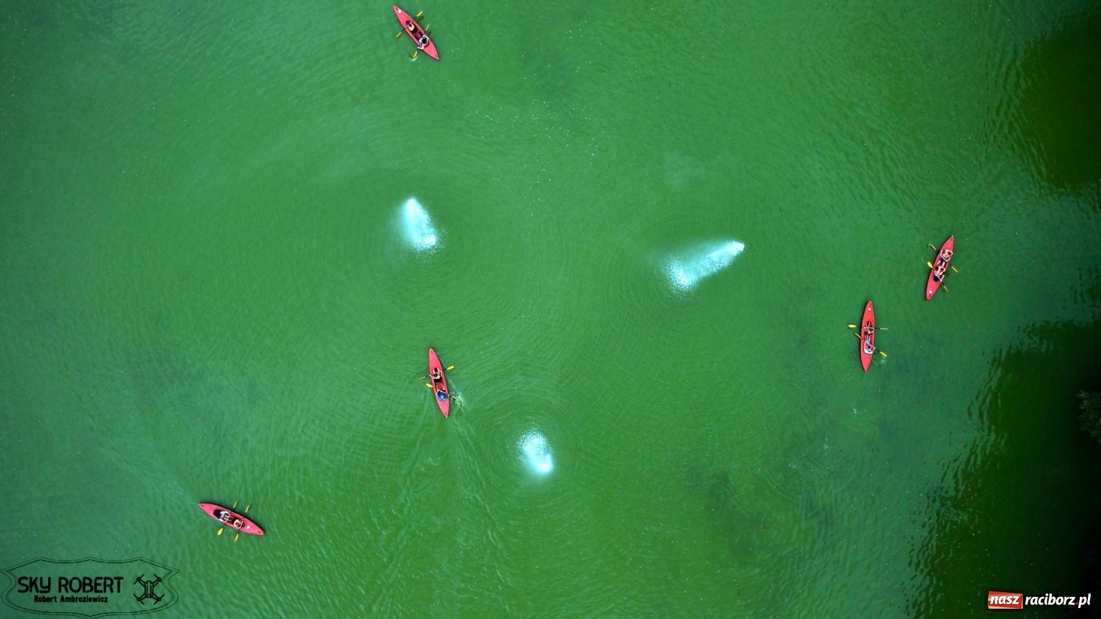 Zdjęcie w galerii na portalu naszraciborz.pl: Rozbiegany Racibórz. Run Kids na święto miasta [FOTO] wiadomości z regionu