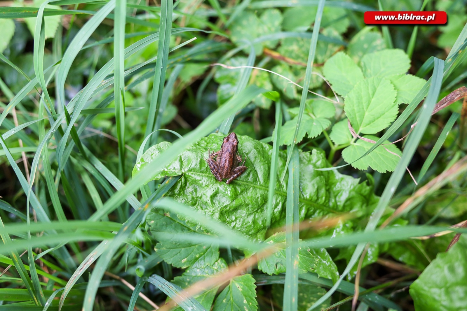 Zdjęcie w galerii na portalu naszraciborz.pl: Wycieczka po gminach powiatu na zakończenie wakacji z Biblioteką [FOTO i WIDEO] wiadomości z regionu