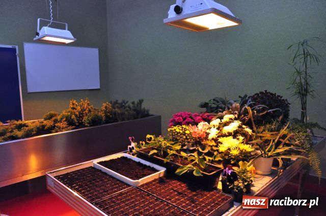 Zdjęcie w galerii na portalu naszraciborz.pl: Podwójne przecinanie wstęgi w CKU wiadomości z regionu