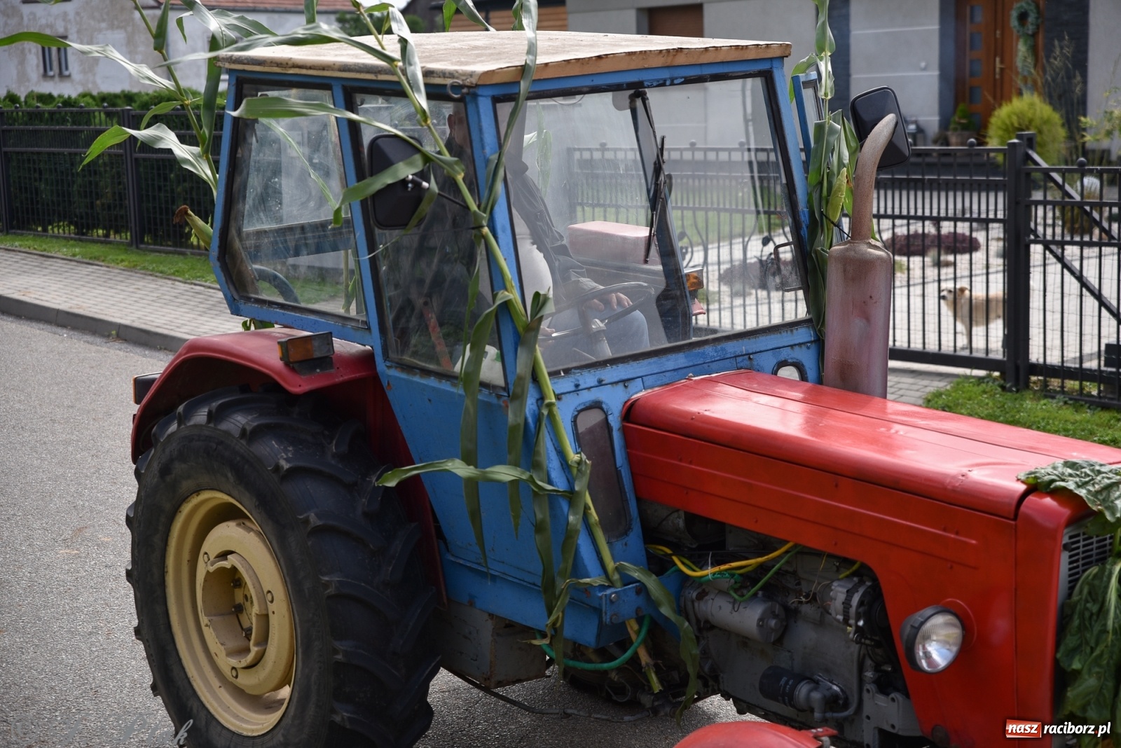 Zdjęcie w galerii na portalu naszraciborz.pl: Ciężki sprzęt i rowery. Dożynki w Szonowicach i Modzurowie wiadomości z regionu