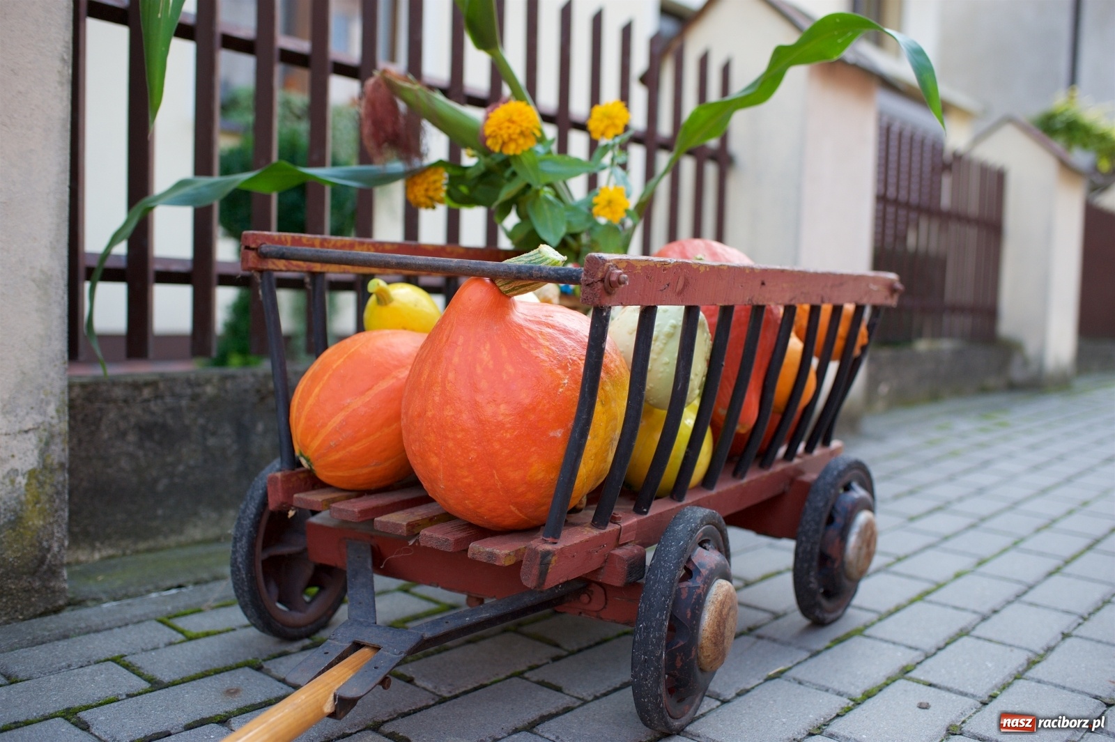 Zdjęcie w galerii na portalu naszraciborz.pl: Wody mamy dużo! Dożynki w Krzyżanowicach 2021 wiadomości z regionu