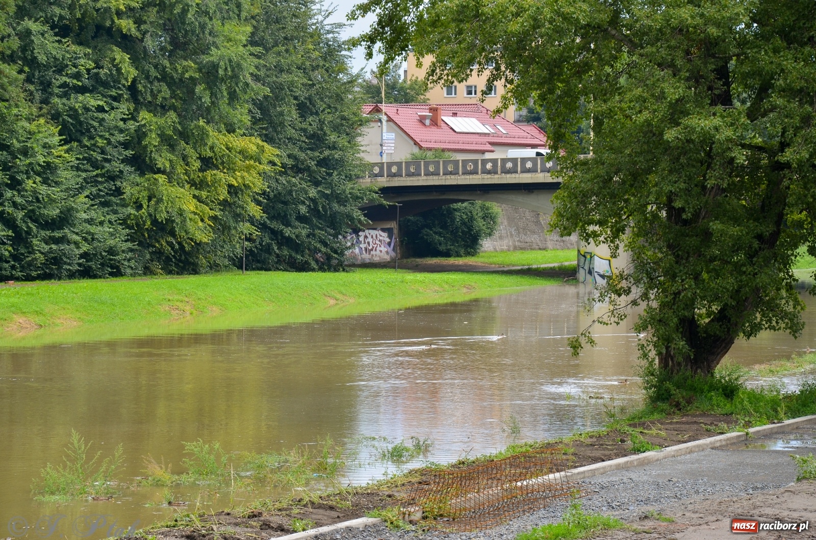 Zdjęcie w galerii na portalu naszraciborz.pl: Komunikaty o sytuacji hydrologicznej na górnej Odrze wiadomości z regionu