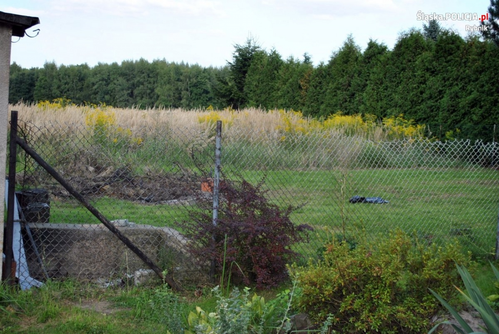 Zdjęcie w galerii na portalu naszraciborz.pl: Dwóch rybniczan odpowie za zabicie szczeniąt wiadomości z regionu