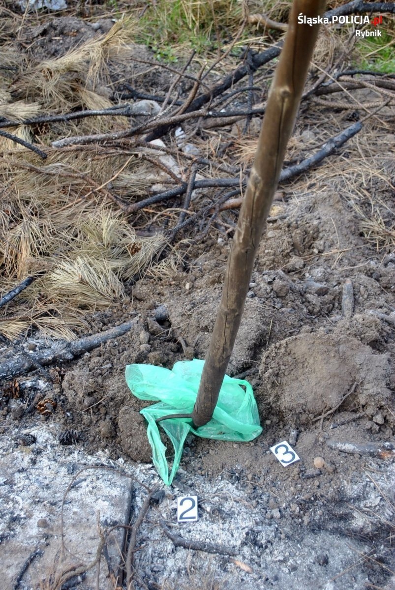 Zdjęcie w galerii na portalu naszraciborz.pl: Dwóch rybniczan odpowie za zabicie szczeniąt wiadomości z regionu