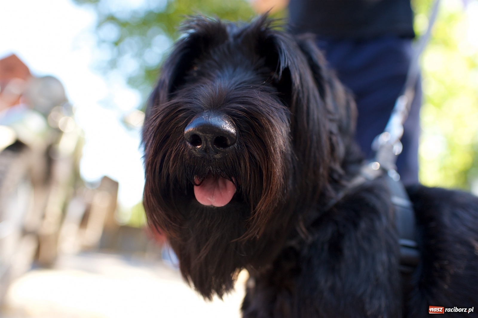 Zdjęcie w galerii na portalu naszraciborz.pl: Starych pojazdów czar. Rajd Pruski zawitał do Tworkowa [FOTO] wiadomości z regionu