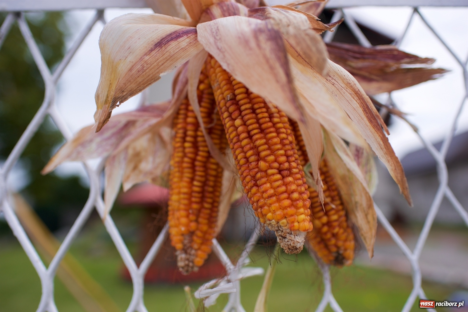 Zdjęcie w galerii na portalu naszraciborz.pl: W Tworkowie podziękowali za plony [FOTO i WIDEO] wiadomości z regionu
