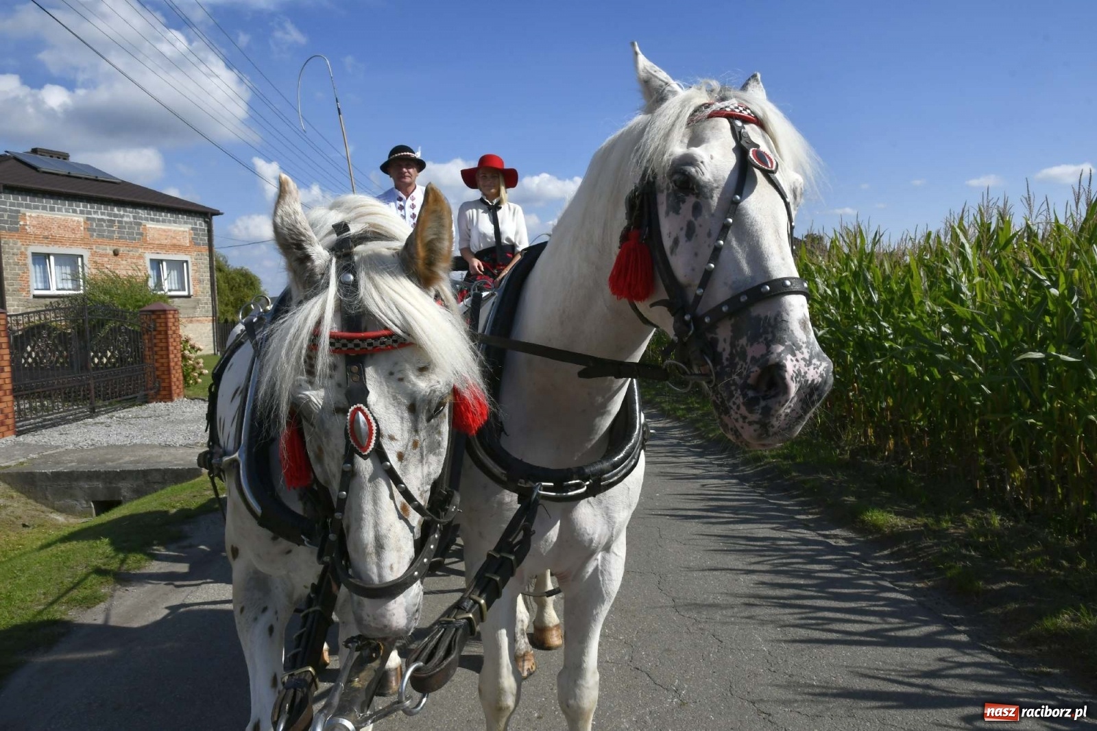 Zdjęcie w galerii na portalu naszraciborz.pl: Szaleństwo w Łańcach. Dożynki gminy Kornowac wiadomości z regionu